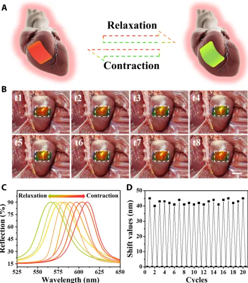 Fig. 6. Applications of bioinspired structural color patch with anisotropic surface adhesion in vitro