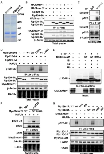 Fig. 1. Smurf1 monoubiquitinates p120-catenin. (A) Smurf1 interacts with p120-catenin