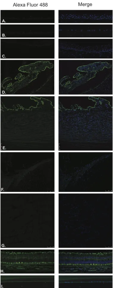 Figure 9 :Gastrin releasing peptide (GRP).