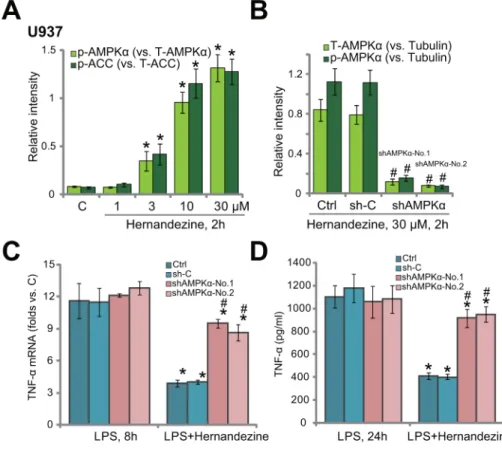 Figure 3: Activation of AMPK is required for hernandezine-induced anti-LPS response.  U937 cells were treated with  hernandezine (1-30 μM) for 2 hours, expression of listed proteins was tested by Western blotting assay, and blot data of three sets of repea
