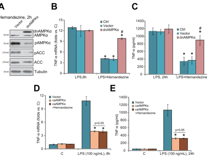 Figure 4: AMPKα dominant negative mutation abolishes hernandezine-induced anti-LPS response