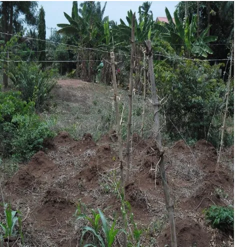 Figure 3 May 21, 2015: Yet to be cropped land due to late establishment of rains in Anyigba, Kogi State, Nigeria