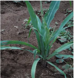 Figure 5: May 10, 2015: Pigeon pea-maize intercrop showing effect of low crop component sown in February 