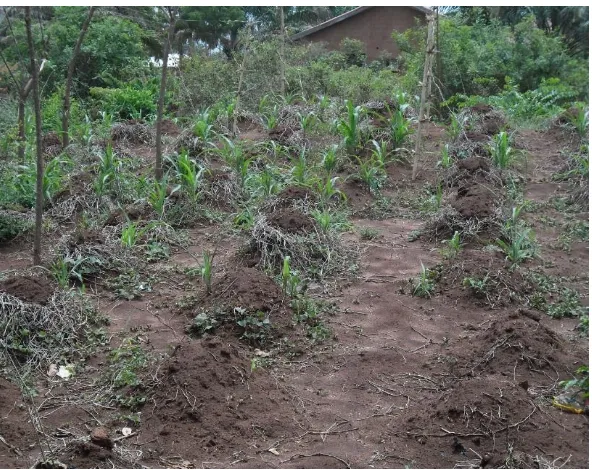 Figure 1: May 10, 2015: Yam-maize intercrop showing effect of low rain on maize crop grown in February in Anyigba, Kogi State, Nigeria 