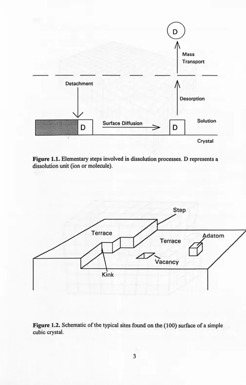 Figure 1.1. Elementary steps involved in dissolution processes. D represents a dissolution unit (ion o(molecule)