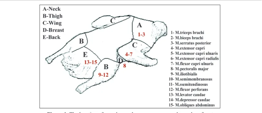 Figure 1. The location of samples on the goose carcass and muscles of parts