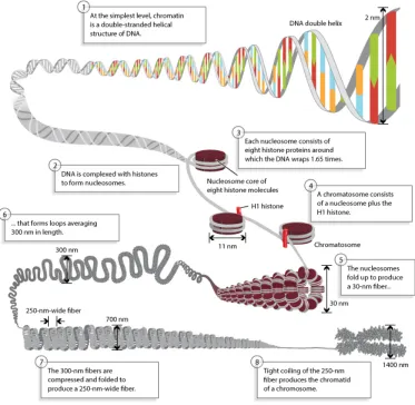Figure 2.4: The DNA condensation process from double helix to chromosome.[12]