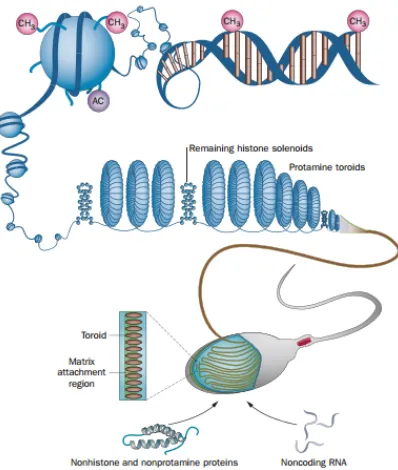 Figure 2.5: The DNA condensation process in spermatozoa, where most of the histones are replaced by protamines,causing a tighter packing than in somatic cells.[13]
