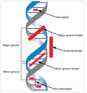 Figure 2.7: There are several binding sites on the DNA. The two largest classes of dyes are intercalators and minorgroove binders.[18]