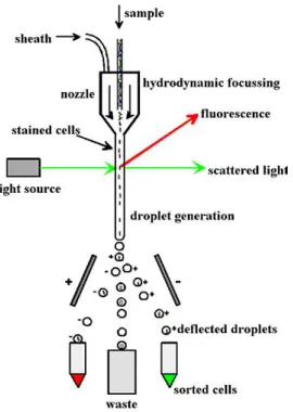 Figure 2.10: Before going into the cell sorter, the DNA of the cells in the semen sample is stained with a ﬂuorescentdye