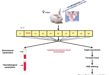 Figure 2. Gross appearance of rabbit’s lungs at different intervals of envenomation, as well as the non-exposed rabbits