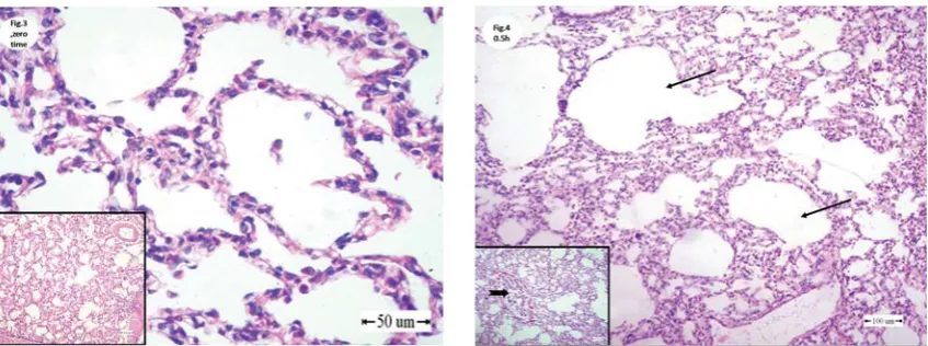 Figure 3. Lung of rabbits collected at Zero hour post-exposure showing the normal appearance of alveoli