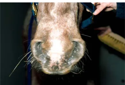 Figure 1. The bronchoconstriction with large amount of mucus accumulated in the bronchi as a result of goblet cells hyperplasia
