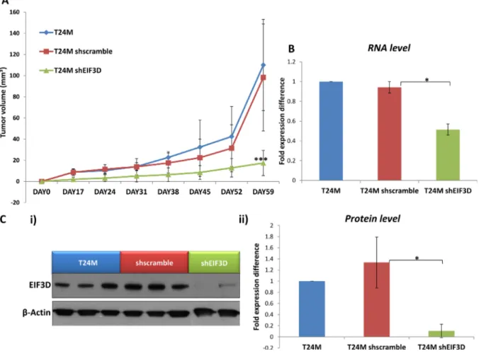 Figure 6: The knockdown of EIF3D impairs tumor growth in vivo.  (A) Tumor growth in T24M, T24M shscramble and T24M  shEIF3D  tumor  bearing  NOD/SCID  mice