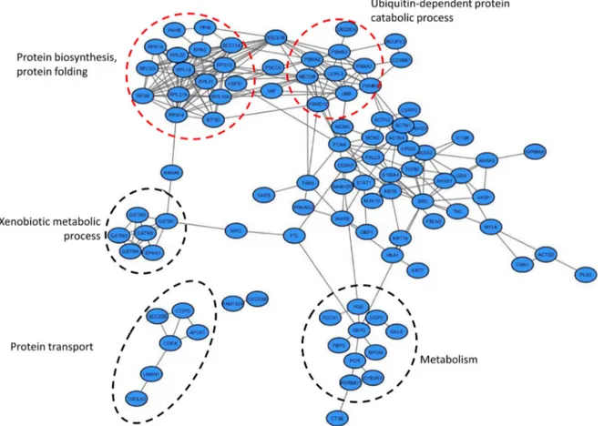 Figure 3: Interactome network of proteins altered during bladder cancer invasion.  Functional annotations of the proteins  included in the interaction network was conducted using Gene Ontology Annotation (UniProt-GOA) Database [123]