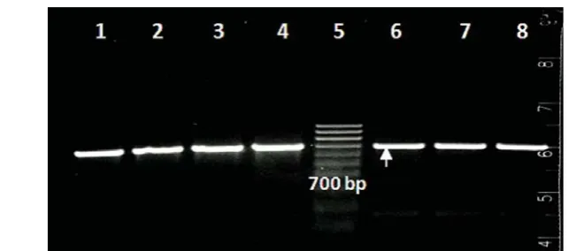 Figure 3. Results of PCR visualization of strain NDV/chicken/Macedonia/231/2010 using  primers ‛ MSF1 и #2 (Aldous et al., 2003), Size 700 bp; (arrow)1-4, 7-8 Different PPMV-1 strains isolated in Macedonia; 5- Marker 100-1000 bp