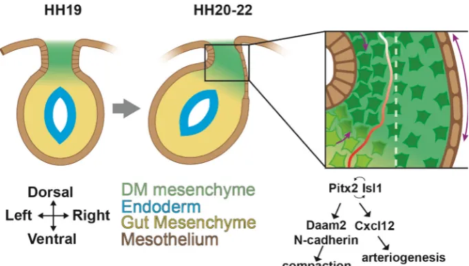 Fig. 1. Establishment of asymmetry in the gut tube. Representations of transverse cross sec-tions through the early gut tube