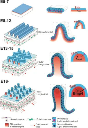 Fig. 3. Villification and intestinal stem cell localization. Cross-sectional illustrations of the small intestine demonstrating sequential transformation of the intestinal epithelium from a flat surface (E4-7), to longitudinal ridges (E8-12), to zigzags (E