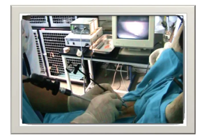 Figure 3. Standard setup of laparoscopic equipment for insemination of sheep