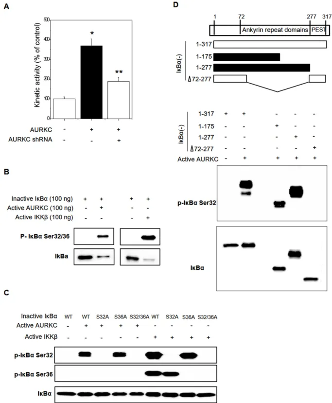 Figure 3: Effects of AURKC on IκBα activation.  (A) Cell-based IκBα activation assay. HEK293T cells were seeded in black 96- 96-well plates and then transfected with AURKC expression vector or shRNA (CCACGATAATAGAGGAGTTGGCAGATGCC) for 24 h