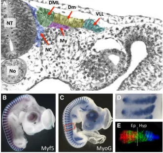 Fig. 1. Early myogenesis in the chicken embryo. (A) Transverse semi-thin section through a two-day old 