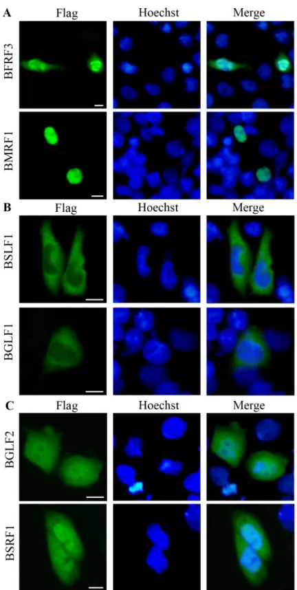 Figure 4: Verification the subcellular localization of some EBV representative proteins fused with Flag tag from each  category (Tables 1 to 3) using IFA