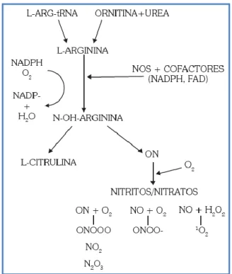 Figura 4: El óxido nítrico se produce a partir de la L-arginina por la acción de la óxido nítrico  sintasa y algunos cofactores como el NADPH, FAD, FMN y tetrabiopterina