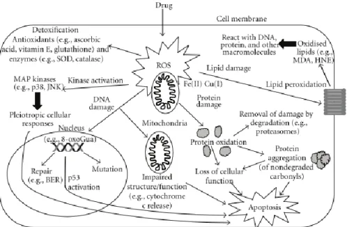 Figura  5:  Mecanismos  que  conducen  a  los  principales  efectos  causados  por  el  estrés  oxidativo inducido por xenobióticos