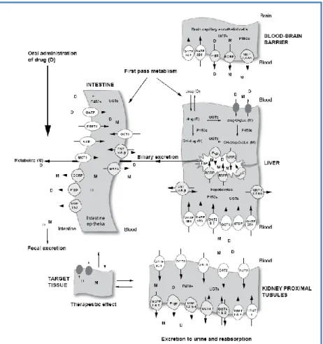Figura  8:  Esquema  general  de  las  proteínas  de  transporte  de  múltiples  fármacos  y  sustancias  endógenas  expresadas  en  el  epitelio  intestinal,  células  endoteliales  de  los  capilares cerebrales, hepatocitos y en los túbulos proximales y 