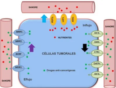 Figura  9:  Modelo  esquemático  del  desarrollo  de  resistencia  a  los  fármacos  en  tumores  debido a alteraciones en la expresión de los transportadores