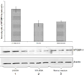 Fig. 6 : Western blots analysis of overexpressed MTCBP-1 from HepG2 cells that were overloaded with lipids prior to transfections