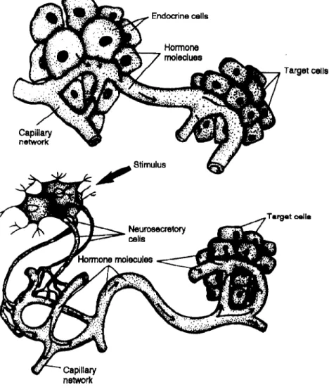 Figure 1.2 Hormones are carried through the circulatory system to target cells