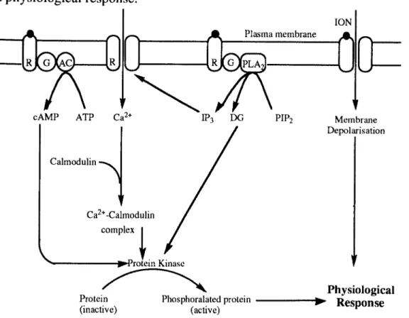 Figure 1.8 The cellular mechanisms of action of secondary messengers.