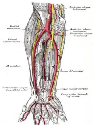 fig:11 course of the radial artery in forearm  