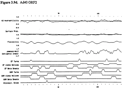 Figure 3.9d. Ad40 ORF2
