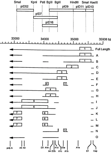 Figure 4.1. The E4 transcription