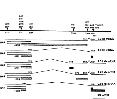Figure 1.4. The predicted Ad5 Elb products (reproduced