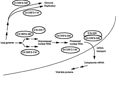 Figure 1.6. The functions of the E4 ORF3-11K, E4 ORF6-34K and the Elb-55K