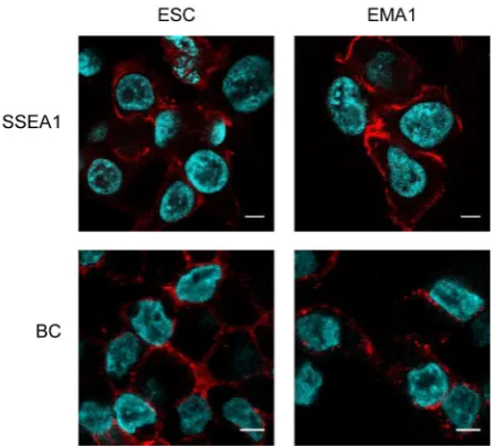 Fig. 3. Chicken embryonic stem cells (cESCs) are specifically recognized by the pluripotency-specific antibodies SSEA1 and EMA1