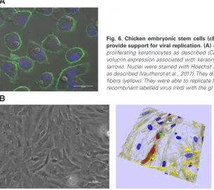 Fig. 6. Chicken embryonic stem cells (cESCs) can be differentiated toward various cell types and provide support for viral replication.fibers (yellow)