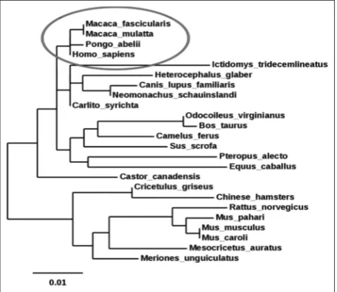 Fig. 1: Mechanism of the serotonin signaling pathway. (a) Serotonin is present in the presynaptic nerve cell, and 5-hydroxytryptamine 