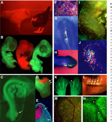 Fig. 2 Fluorescent chicken models for 