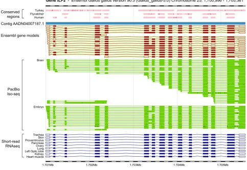 Fig. 1. Full-length transcript sequencing using the PacBio Iso-seq method revealed a high transcriptional complexity in chicken tissues