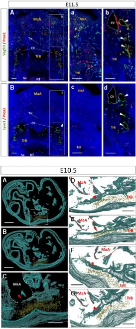 Fig. 2. Lymphatic endothelial cells moving from cardinal veins toward the craniofacial region