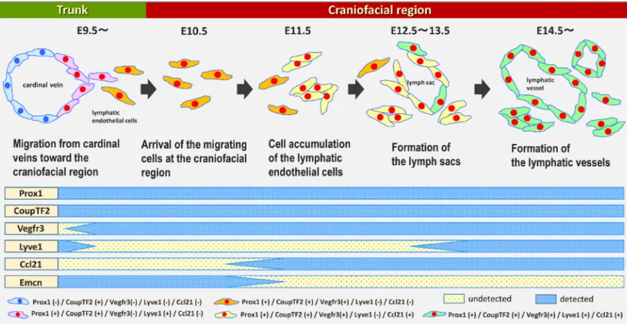 Fig. 8. Relationship between the densities of Vegfr3/Prox1 double-positive cells and Lyve1-positive or -negative/Prox1-positive cells in the mandibular arches