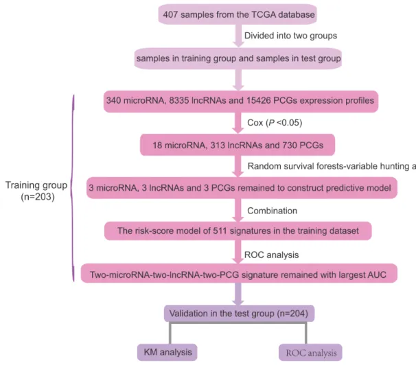 Figure 2A. Supplementary Table 2). Secondly, using  random  forest  supervised  classification  algorithm,  two  PCGs, two lncRNAs and two microRNAs mostly related  to the prognostic classification were selected among the  1061-PCGs-lncRNAs-microRNAs set a