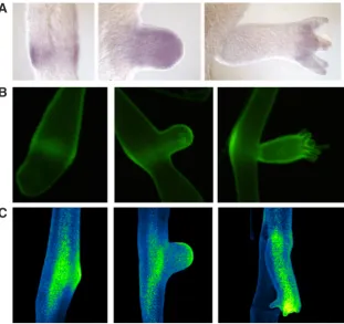Fig. 2. b-cat driven eGFP expression in vivo recapitulates b-cat expression analyzed by in situ hybridization