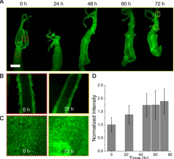 Fig. 3A shows enhanced fluorescence in the hypostome at 96 h, 