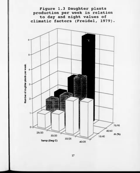 Figure 1.3 Daughter plants production per week in relation