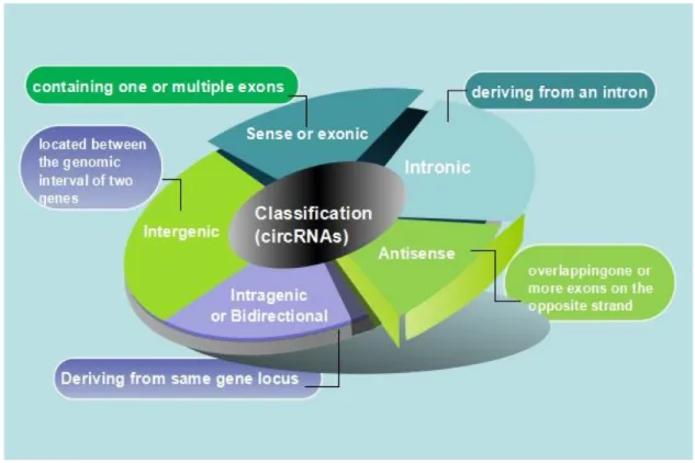Figure 2: Diagrammatic drawing of circRNA classification.  (a) Sense or exonic, CircRNAs may contain just one or multiple  exons which come from a linear transcript on the same strand, they show the probability for alternatively spliced isoforms